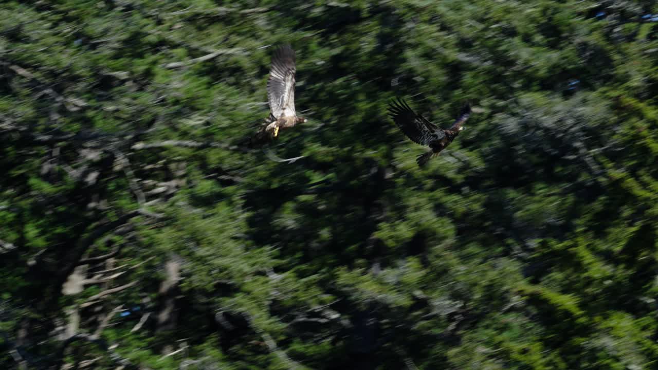To unge hvithodeørner jager hverandre gjennom en skog i Canada