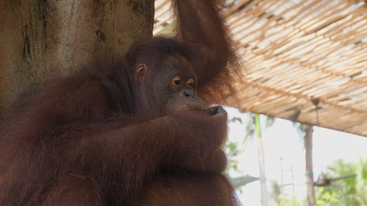 Ritratto di un orangutan nello zoo che mangia anguria.
