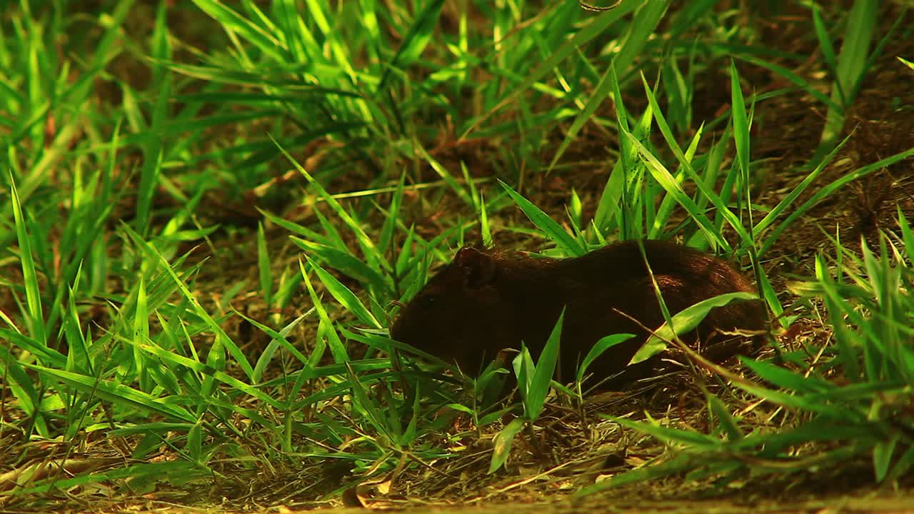 un pequeño ratón de campo comiendo entre la hierba en un prado