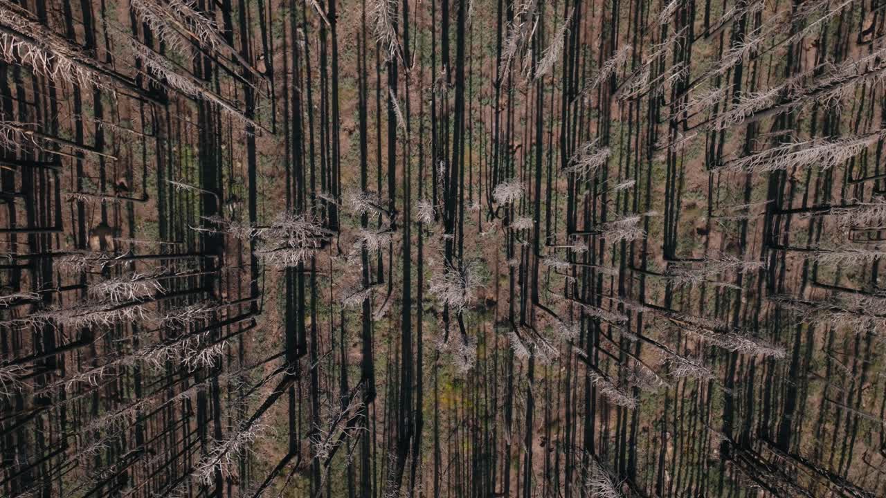 Burned forest aerial view evokes desolation and renewal in nature