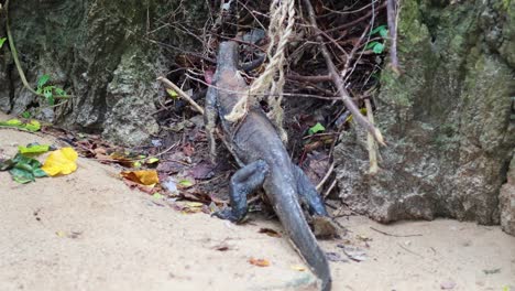 monitor lizard in a natural habitat