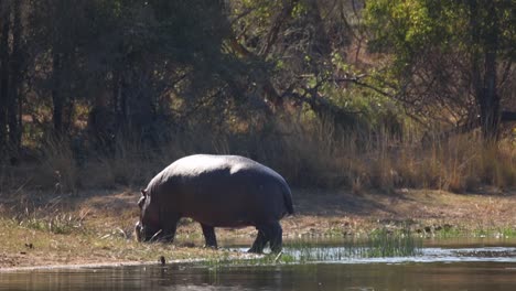 Footage-of-a-big-adult-hippo-in-a-natural-lake-in-a-national-park-in-south-africa