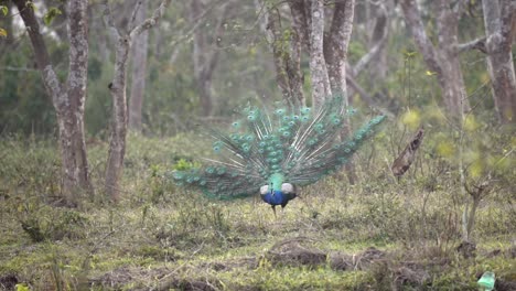 Un-Pavo-Real-Con-La-Cola-Extendida-En-La-Jungla-Del-Parque-Nacional-De-Chitwan-En-Nepal-En-Cámara-Lenta