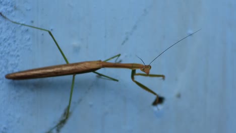 praying mantis against blue wall