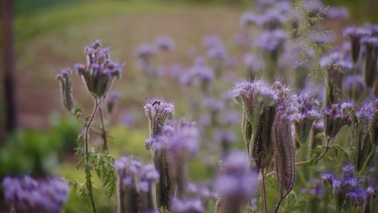 una abeja recoge el polen de la facelia en un prado de flores.