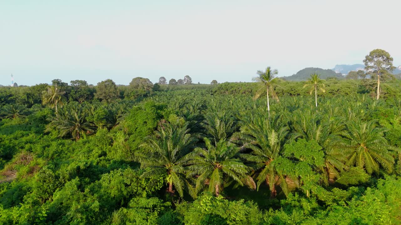 Aerial above scenic palm tree landscape inside the jungle, palm oil plantation in Thailand.