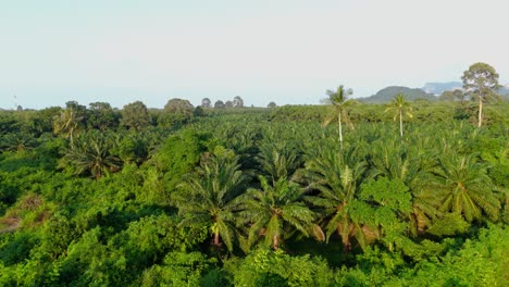 aerial above scenic palm tree landscape inside the jungle, palm oil plantation in thailand.