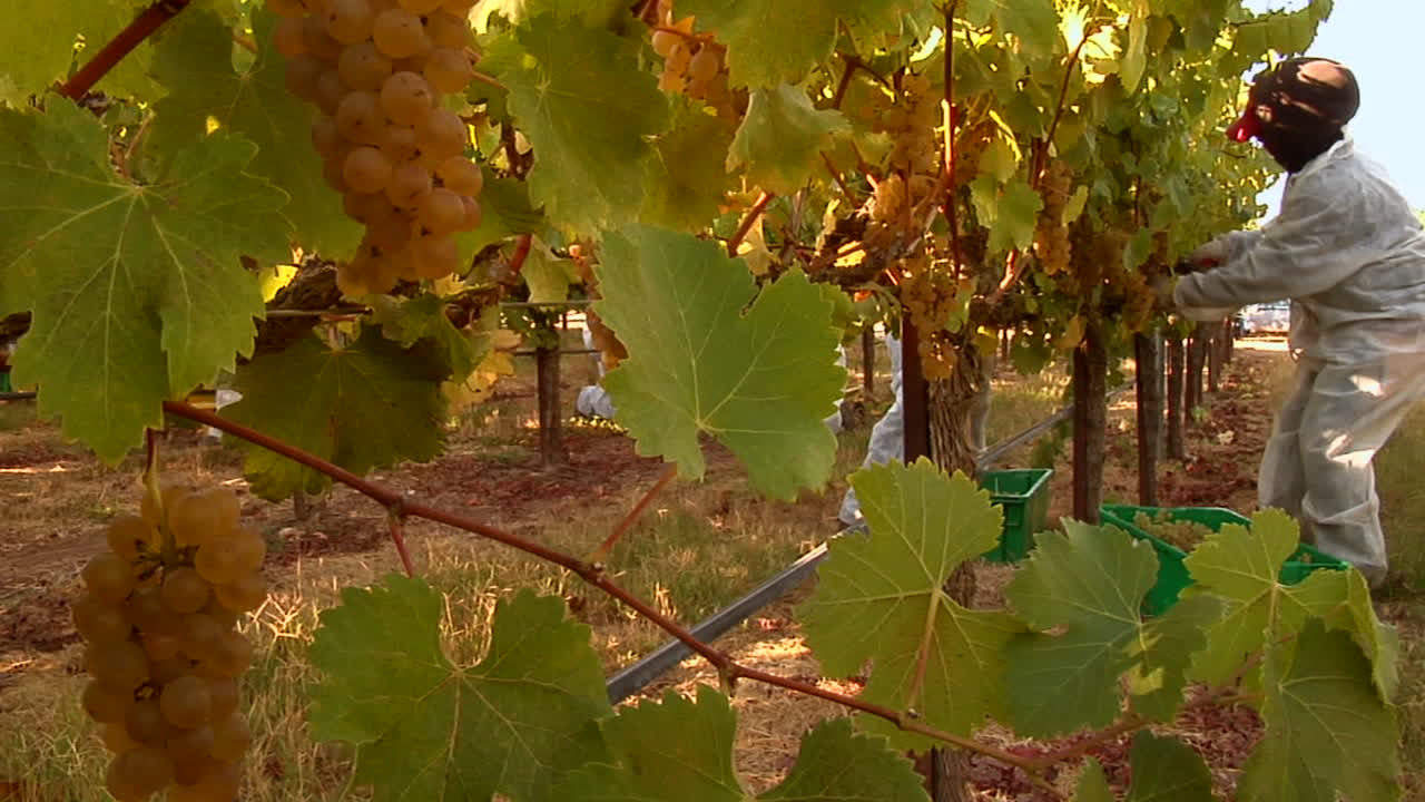 cosecha de uvas en un viñedo del condado de santa barbara california 1