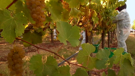 harvesting grapes at a santa barbara county vineyard california 1