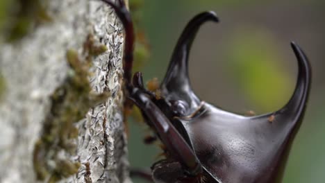 Extreme-close-up-rhinoceros-beetle-head,-Dynastinae-hercules-beetle