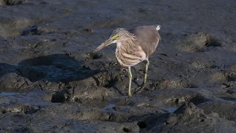 One-of-the-Pond-Herons-found-in-Thailand-which-display-different-plumages-according-to-season