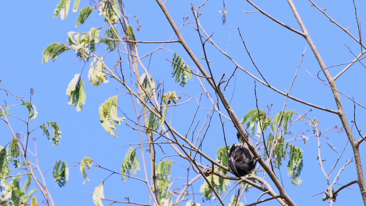 하트 점박이 딱따구리, hemicircus canente, kaeng krachan 국립 공원, 태국