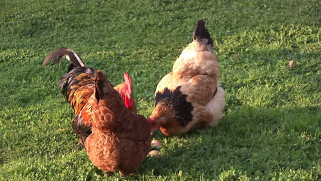 poulty walking on a farm