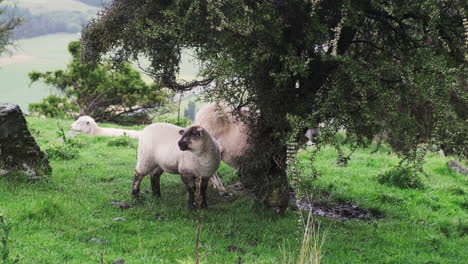 a fluffy white lamb taking shelter under a tree to stay dry during a rainstorm