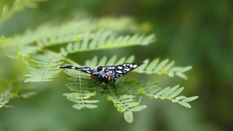 mariposa encaramada en malas hierbas, video macro hd