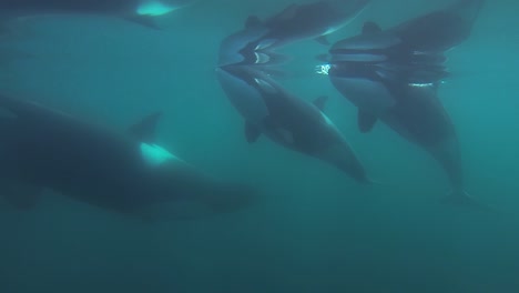 group of orcas killer whales swimming together close to the surface mirror effect slowmotion