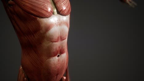 muscular system of human body animation