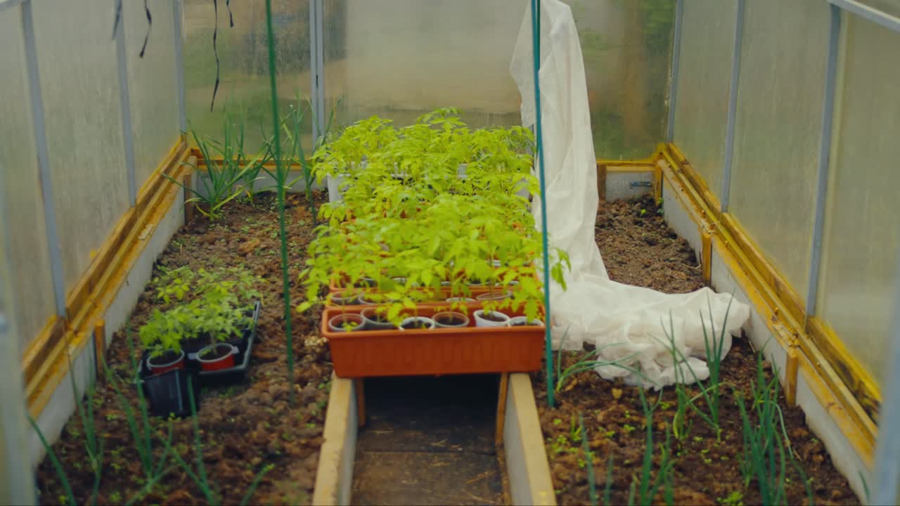 Greenhouse interior with organized rows of young green plants, visible pathway and scattered garden tools. Captured in Latvia, Latgale.
