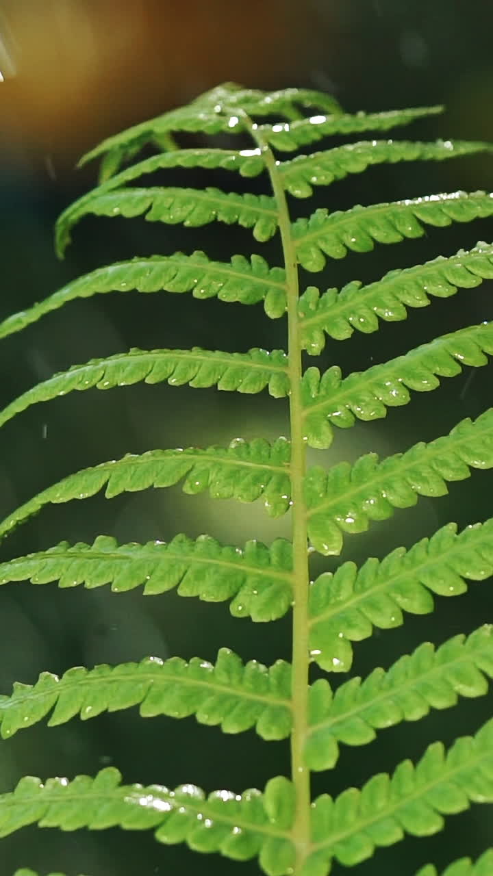 closeup of rain water drops fall on fern plant leaves in spring forest. Slow motion. Vertical video