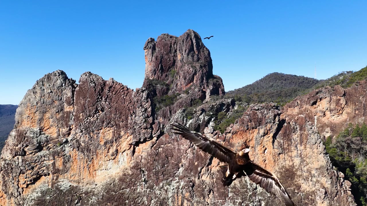 Aquila cuneata sorvola la formazione rocciosa The Breadknife sotto cieli azzurri e sereni in Australia