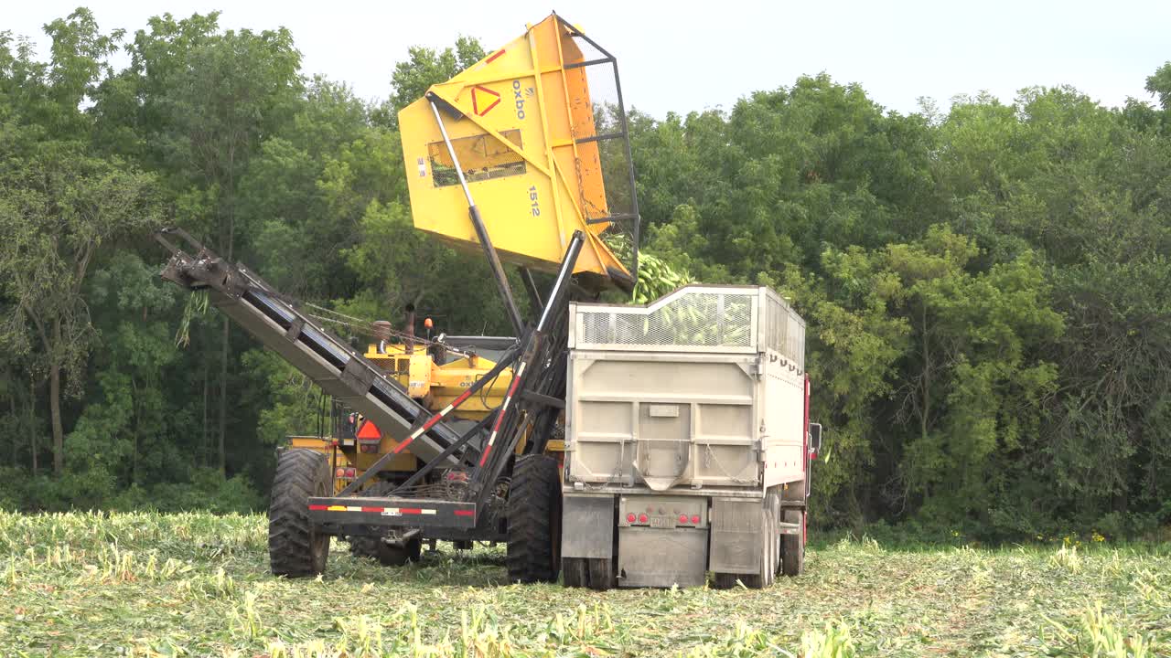 Raccolta agricola: mietitrice che carica i raccolti su un camion in un campo
