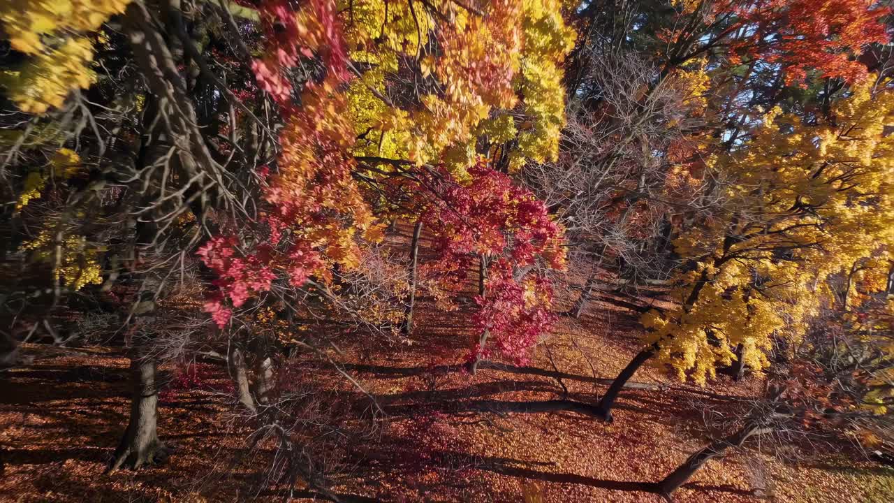 Aerial video capturing vibrant autumn foliage with a sweeping, dynamic camera angle