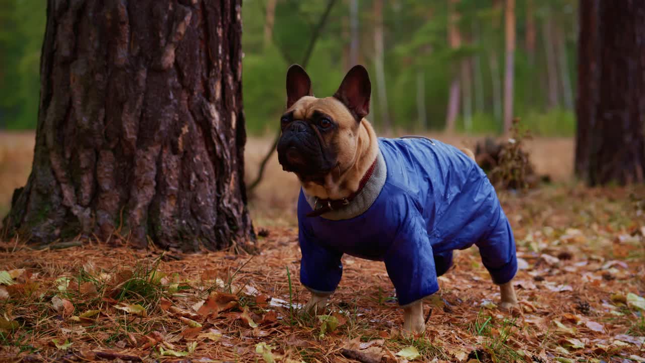 French Bulldog in the Forest