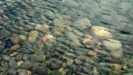 Klare-Wasserwellen-Tanzen-über-Felsigen-Boden,-Seesterne-Liegen-Sanft-Auf-Felsen,-Zeitlupe