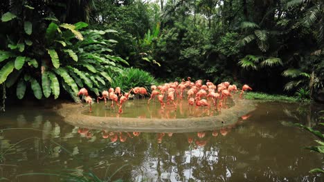 Ein-Schwarm-Schwärmender-Roter-Und-Rosafarbener-Flamingos-Im-Zoo-Von-Singapur,