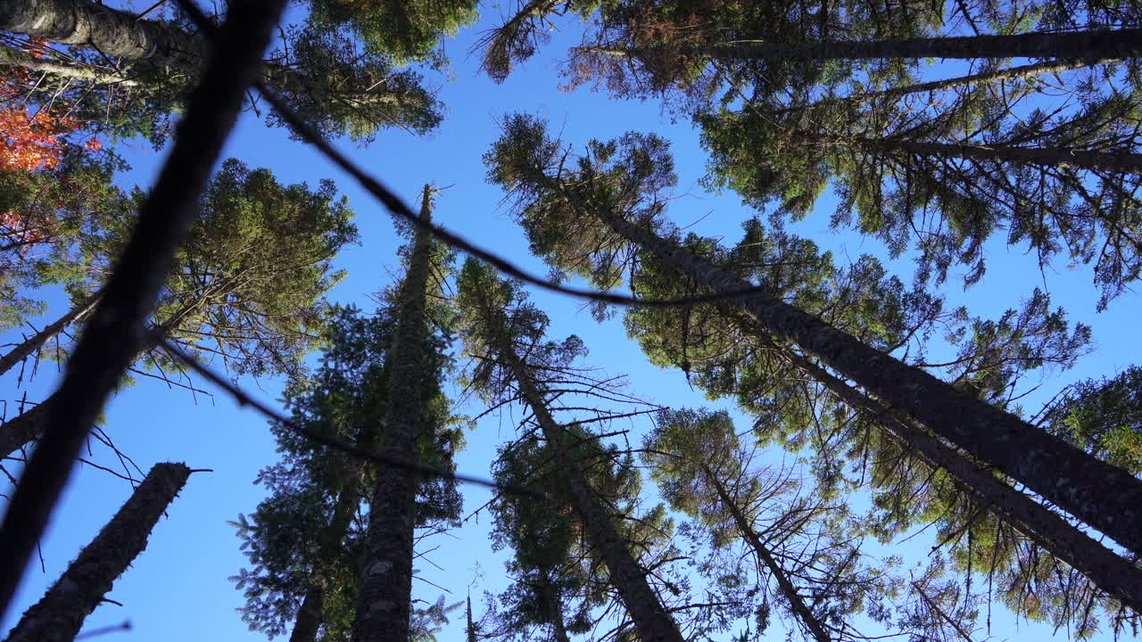 Ground view looking up at tall conifers swaying in the wind in Mauricie, Quebec, Canada. Autumn light highlights the trees and vibrant forest canopy