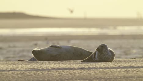 Stunning-telephoto-shot-of-two-common-seals-lying-on-sunset-golden-hour-beach,-Texel,-Netherlands