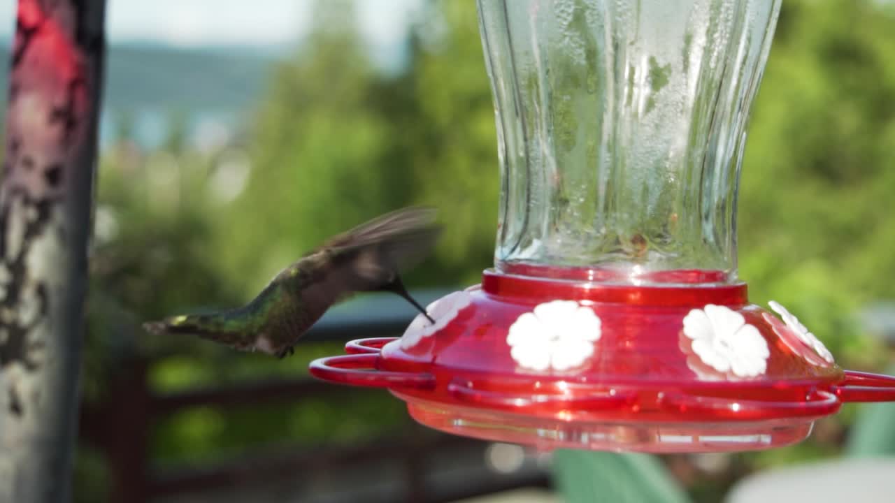 빨간 피더로 날아가는 벌새가 술을 마시고, 클로즈업 샷