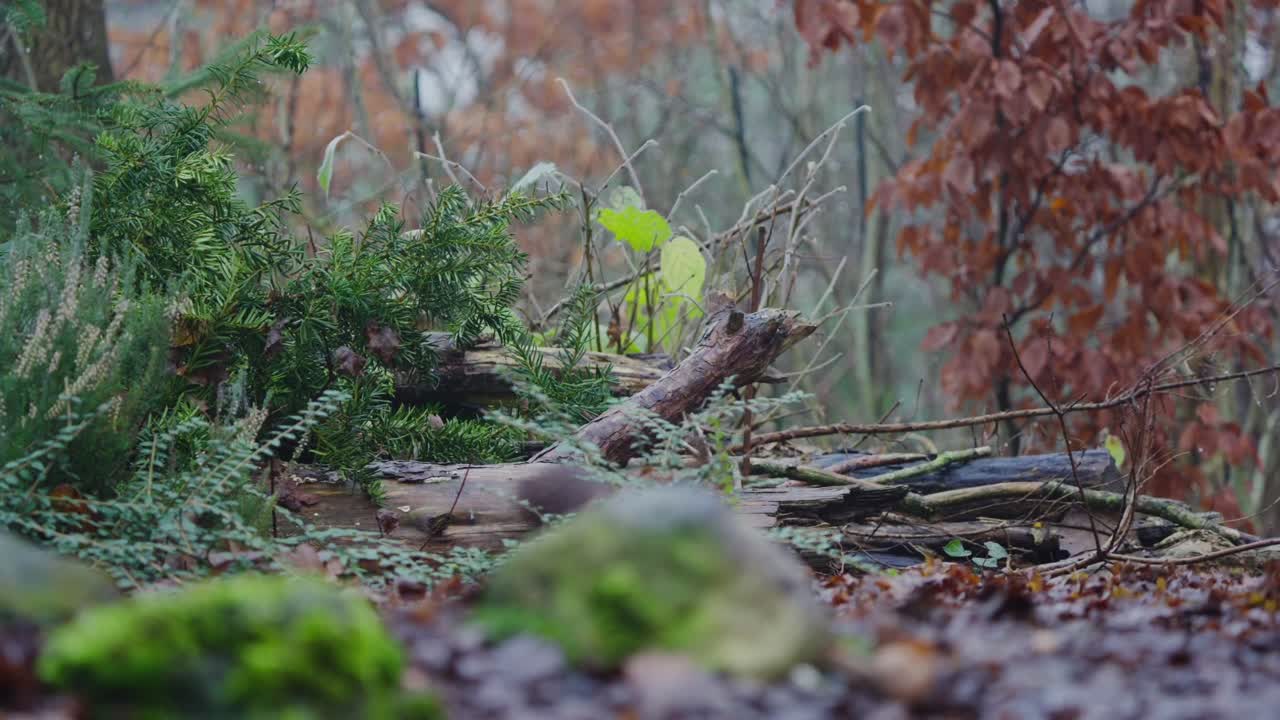 Red squirrel Sciurus vulgaris runs with food in mouth, slow motion capture of movement