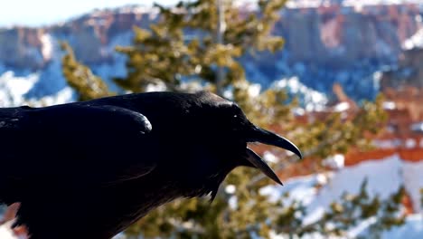 A-stark-black-crow-or-raven-standing-on-a-rock-pillar-on-a-sunny-winter-day-in-Bryce-Canyon-National-Park,-Utah