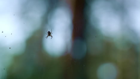 Spinne-Hängt-Am-Spinnennetz-Im-Grünen,-Wilden-Naturlandschaftsregenwald-Im-Freien.