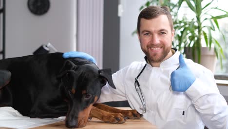 veterinarian examining a doberman