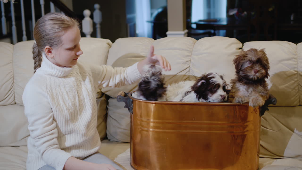 아이는 바구니에 앉아 있는 여러 마리의 강아지들과 놀아요.