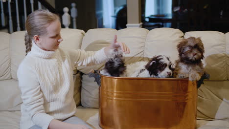 The-child-plays-with-several-puppies-who-sit-in-the-basket.