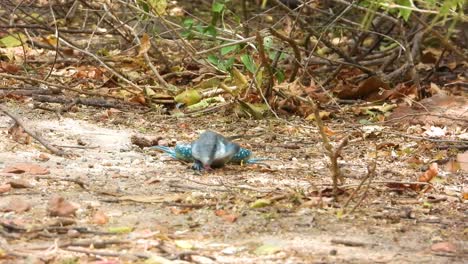 big-lizard-on-forest-ground,-blue-color-lizard-in-rainforest,-Black-Tree-Monitor-reptile-species