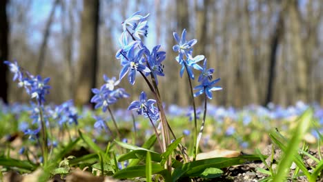 close-up, scilla siberian or blue snowdrop in the forest. the first spring flowers sway in the wind on a bright sunny day. view from below, from ground level. 4k. 25 fps.