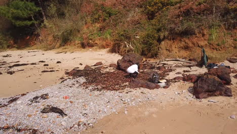 aerial view of woman pickup up trash on beach with seaweed tracking left