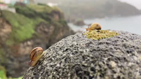 Paar-Schnecken,-Die-über-Abgerundete-Felsen-Am-Rand-Der-Klippe-Im-Regen-Bokeh-Hintergrund-Kriechen