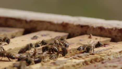 beekeeping - bees work as frame is put back in the beehive, slow motion close up