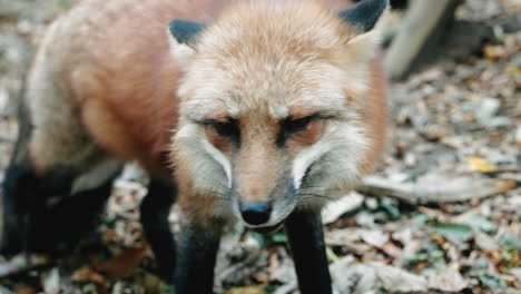 Retrato-De-Lindo-Zorro-Rojo-Esponjoso-En-Miyagi-Zao-Fox-Village,-Japón