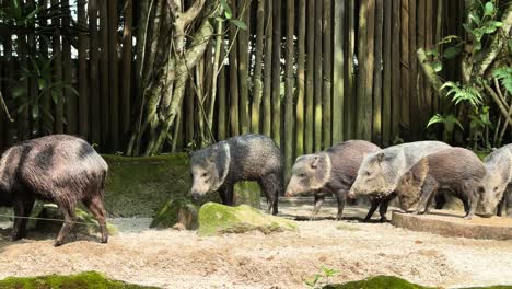 group of collared peccaries walking around in zoo park