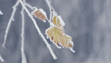 close up of frozen tree branches with frozen orange leaf, snowy winter day