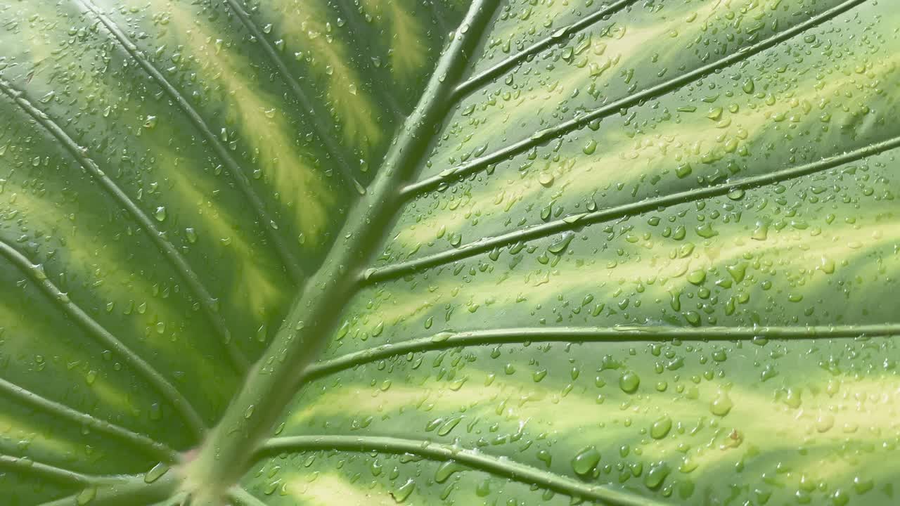gran hoja verde húmeda, gotas de agua brillan en el sol, de cerca, reflejo del sol después de la lluvia