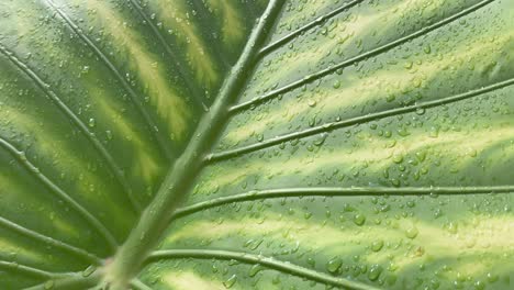 wet big green leaf, drops of water shine on the sun, close up, sun reflection after rain