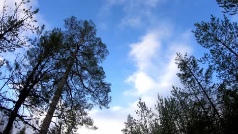 clouds moving on blue sky in a forest with pine trees