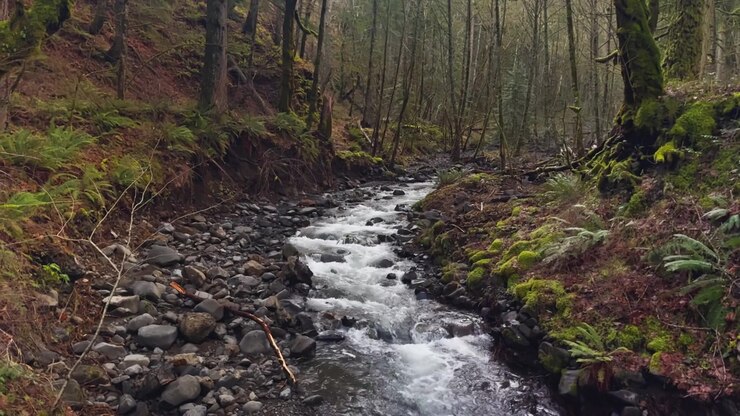 Winding forest creek bordered by mossy banks and smooth river stones, floodplain remnants with broken trees